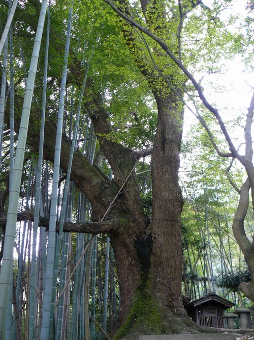 �����R�̕�