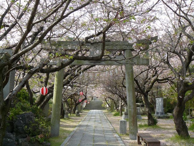 �V���_��