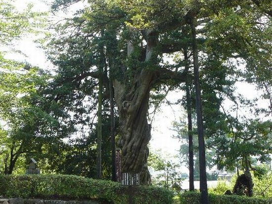 ���c����