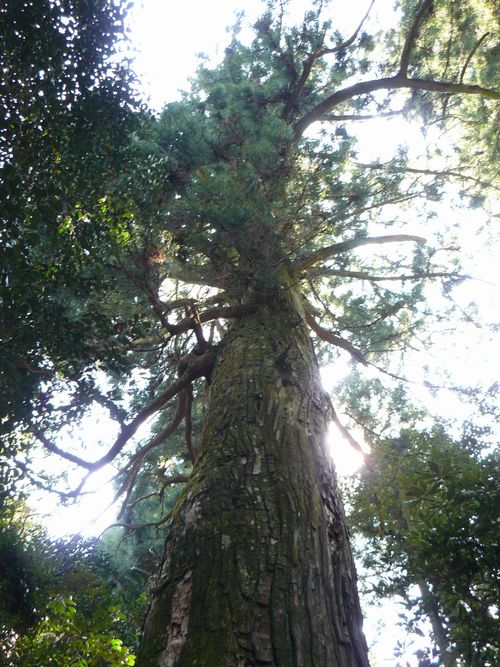 �F�R�V�R��