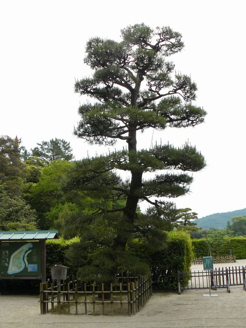 ���l�Y�̏�